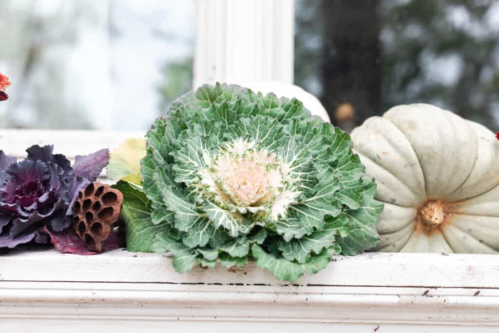 close up image of ornamental cabbages, kales and pumpkins in a window box