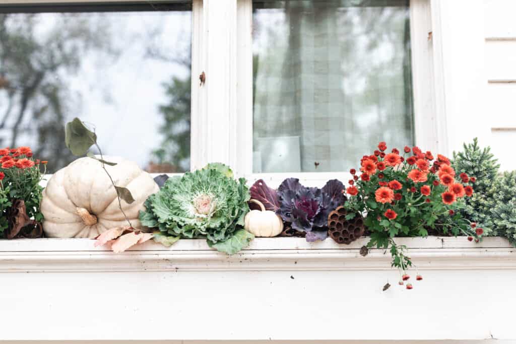 window bow full of mums, cabbages, and pumpkins