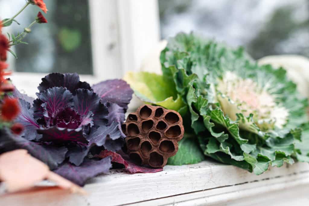 window box full of ornamental cabbages and kale