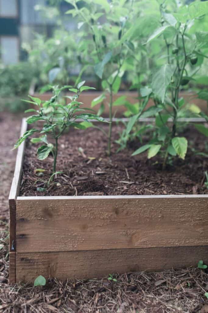 raised beds with pepper plants planted