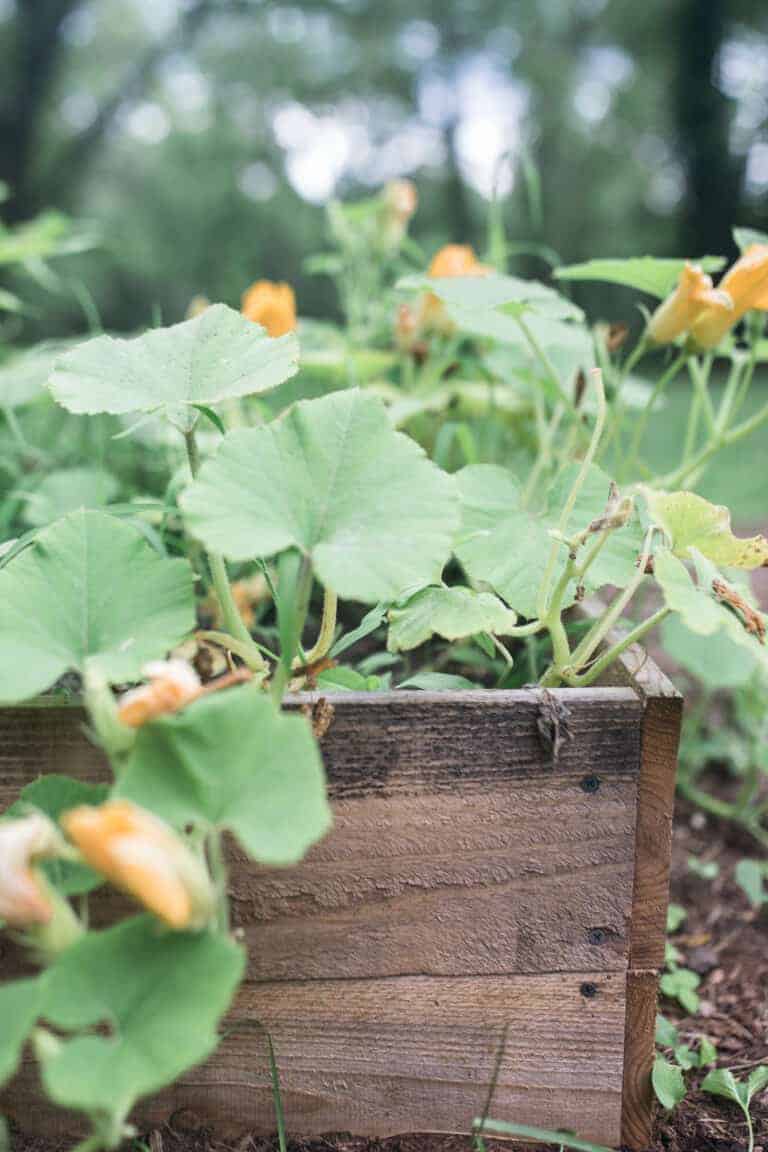 pumpkins growing in a raised bed