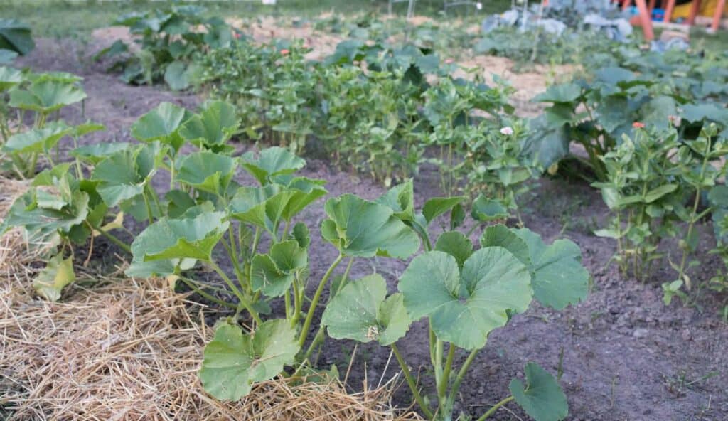 vegetables growing in rows in a garden