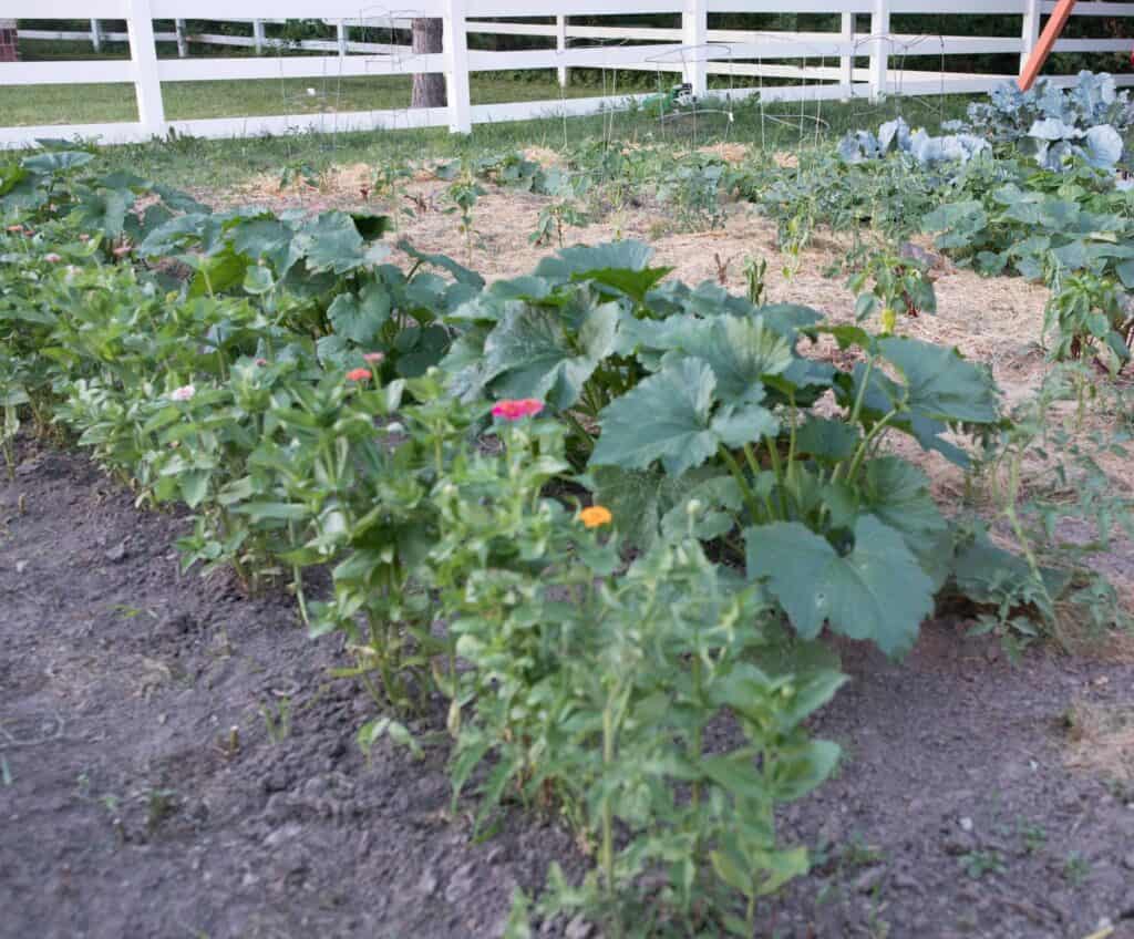 garden rows with zinnias and squash