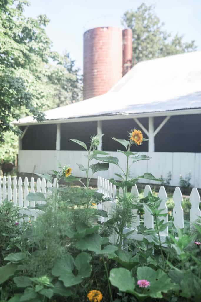 cut flower garden growing with a sunflower towering over. A white barn in the background