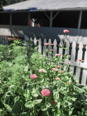 zinnias in July with a white picket fence and barn in the background