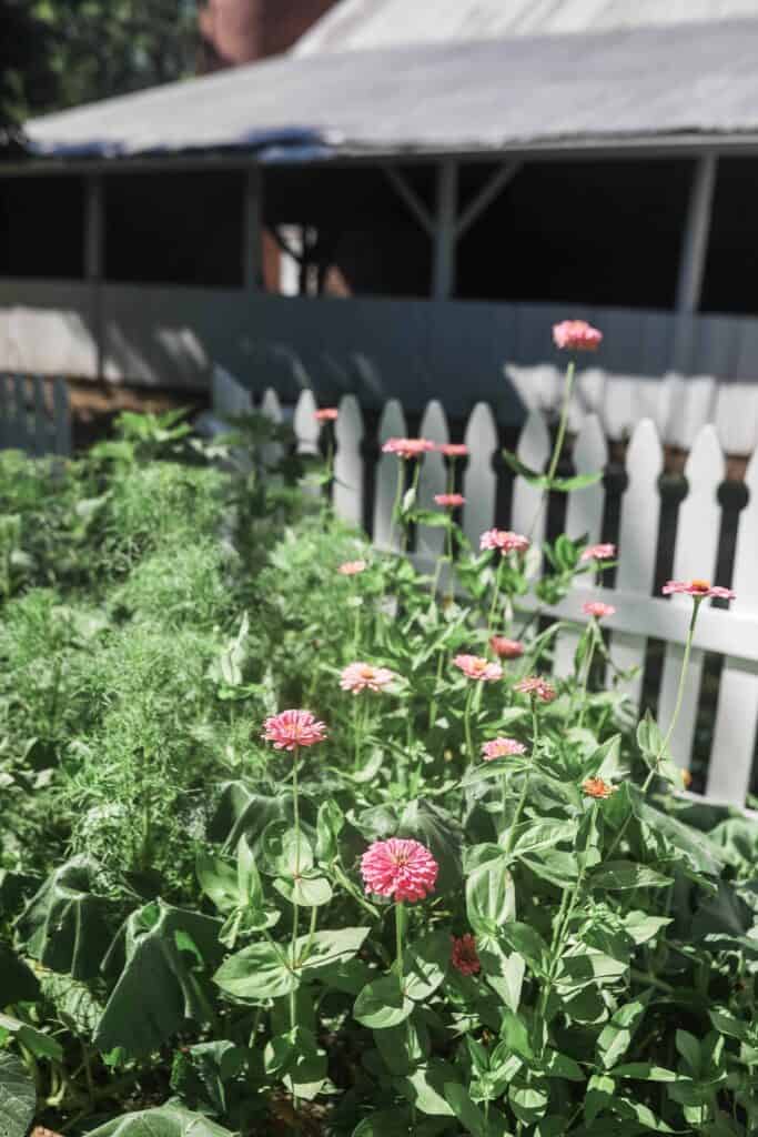 zinnias in July with a white picket fence and barn in the background