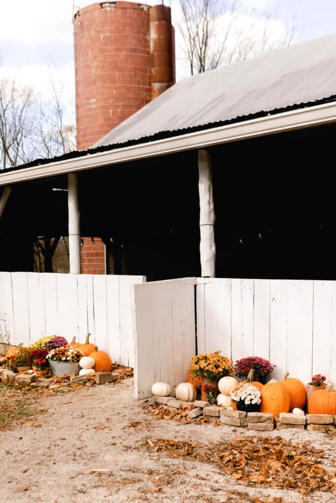 mums and pumpkins stacked and lining the side of a white barn