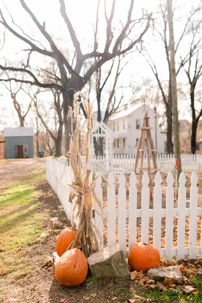 corn stalks tied to the corners of a white picket fence with pumpkins on the ground