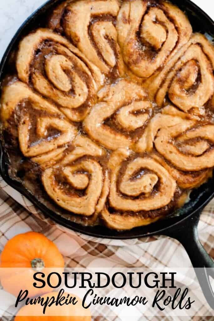 sourdough pumpkin cinnamon rolls in a cast iron skillet on a brown plaid napkin with two small pumpkins to the right