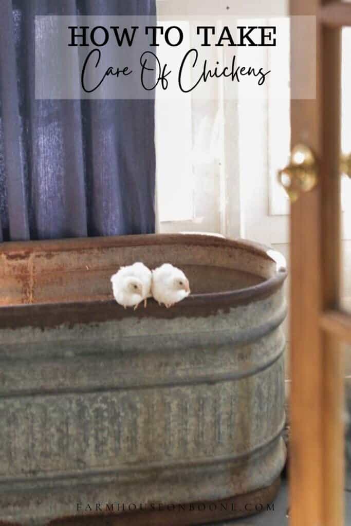 two white chickens sitting on top of a vintage looking metal watering trough in a mudroom