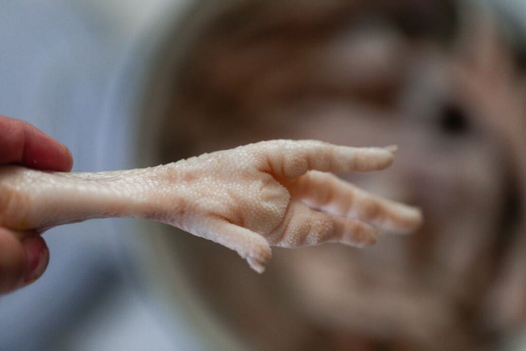 hand holding a chicken foot above a dutch oven of chicken feet