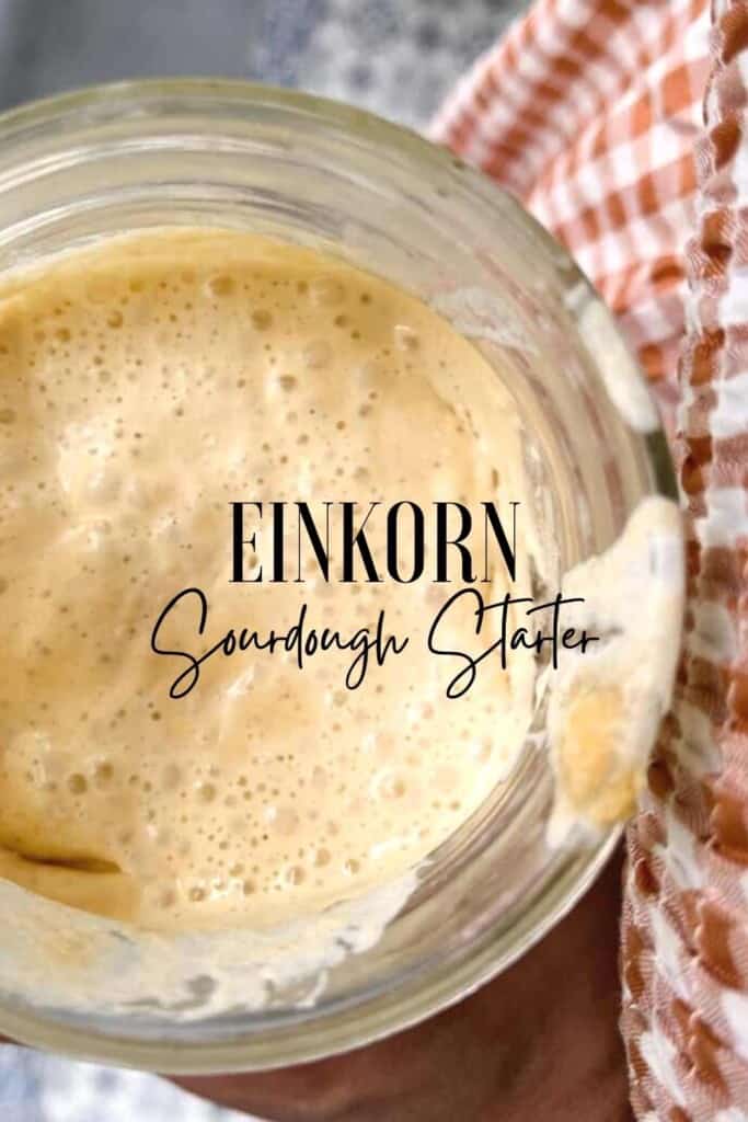 overhead photo of a jar of einkorn sourdough starter next to a red plaid towel