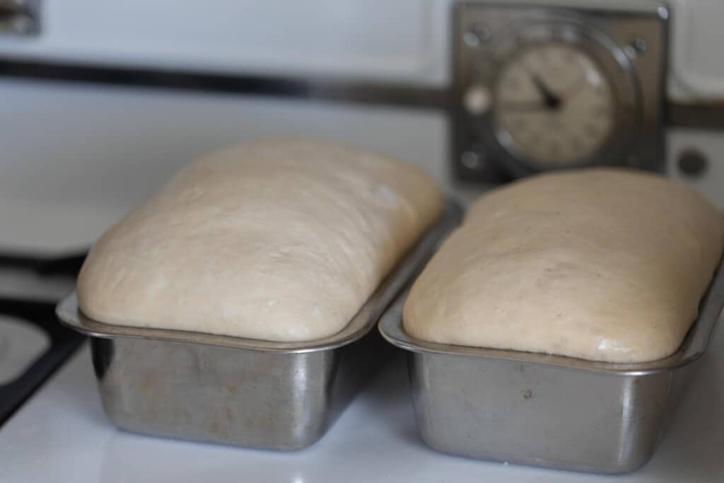 Two loaves of potato flake sourdough starter rising in stainless steel loaf pans on a white oven