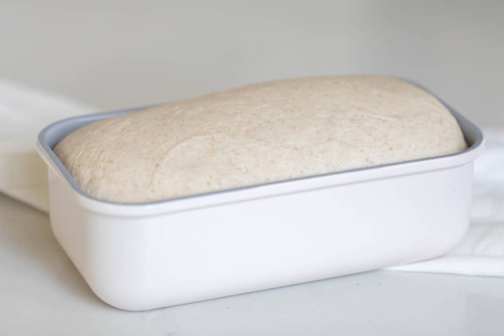 risen honey whole wheat sourdough bread dough in a white loaf pan on a white towel on a white countertop