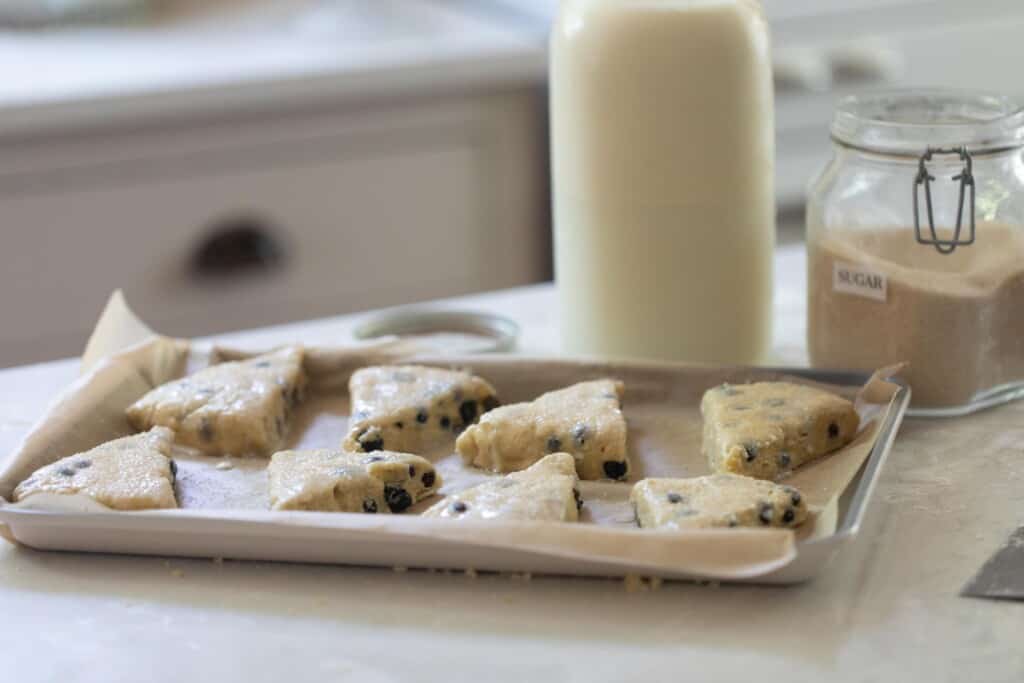 unbaked sourdough scones topped with cream and course sugar on a parchment lined baking sheet with a half gallon jar of milk in the background