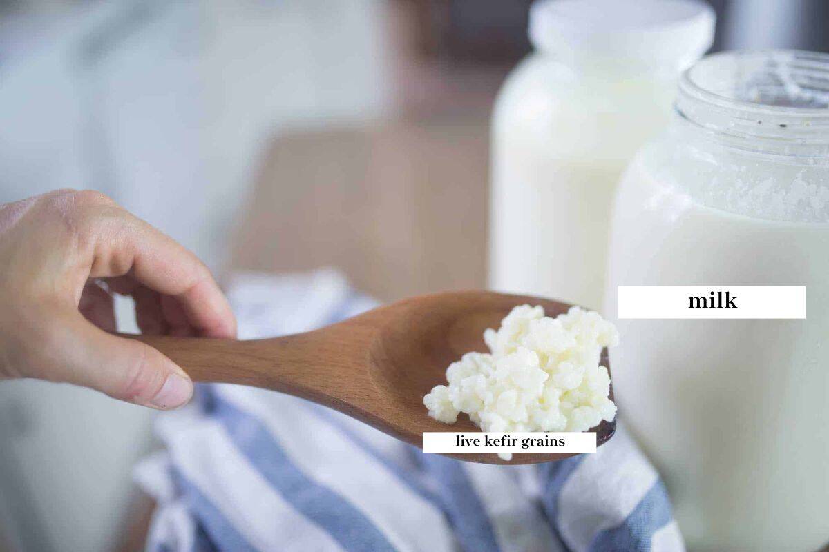 Milk kefir grains in a wooden spoon, and milk in a half gallon mason jar.