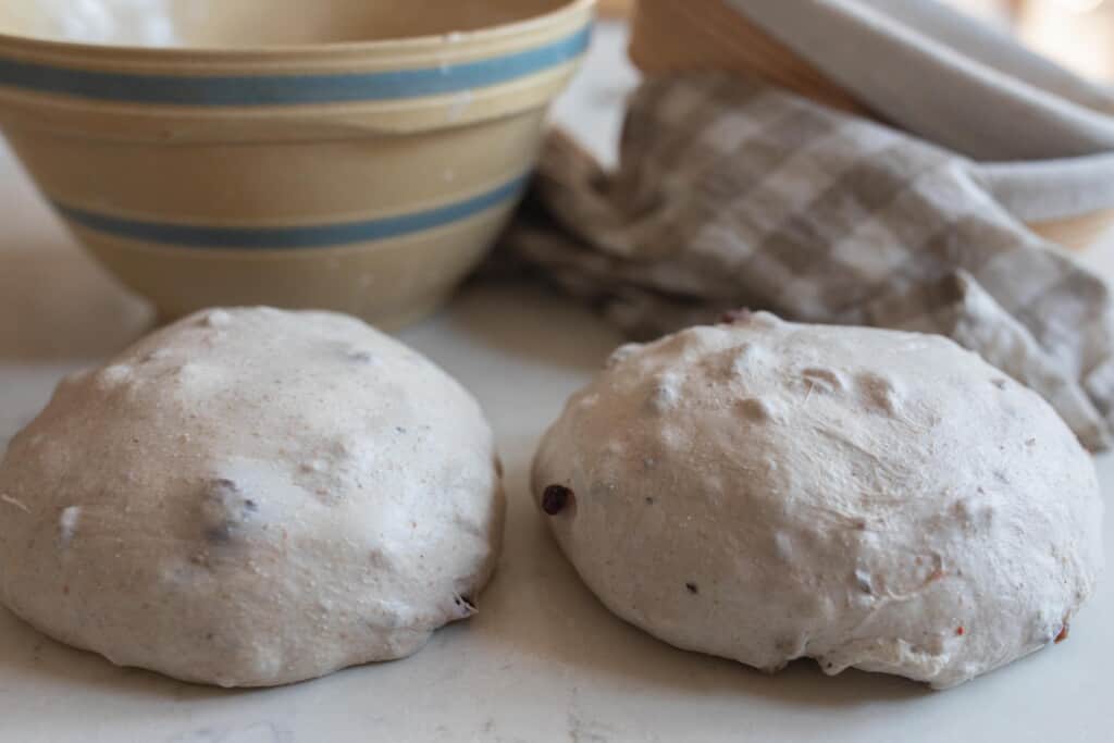 two loaves of sourdough cranberry walnut bread dough on a white countertop 