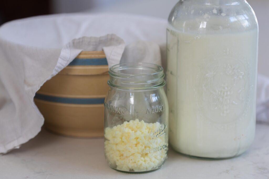 Kefir grains in a jar next to a jar of milk kefir with a large bowl in the background draped with a flour sack towel