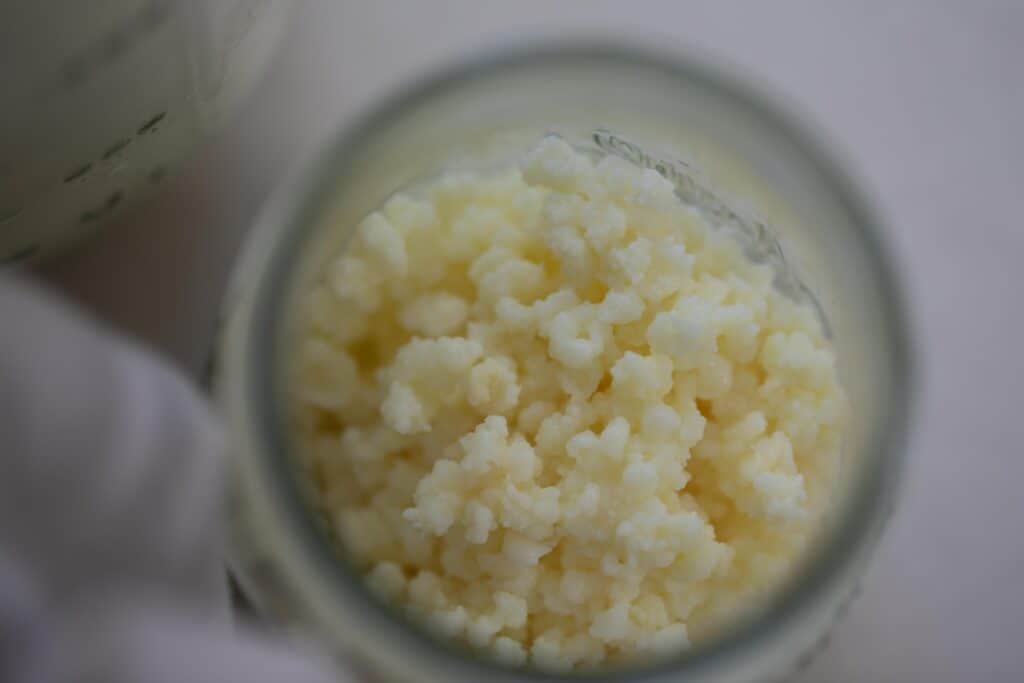 kefir grains in a glass jar