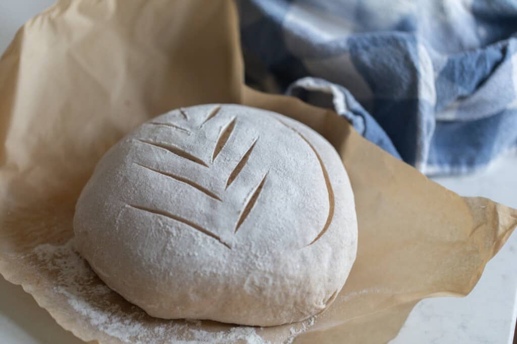 A scored dough boule of low hydration sourdough on parchment paper ready to be baked