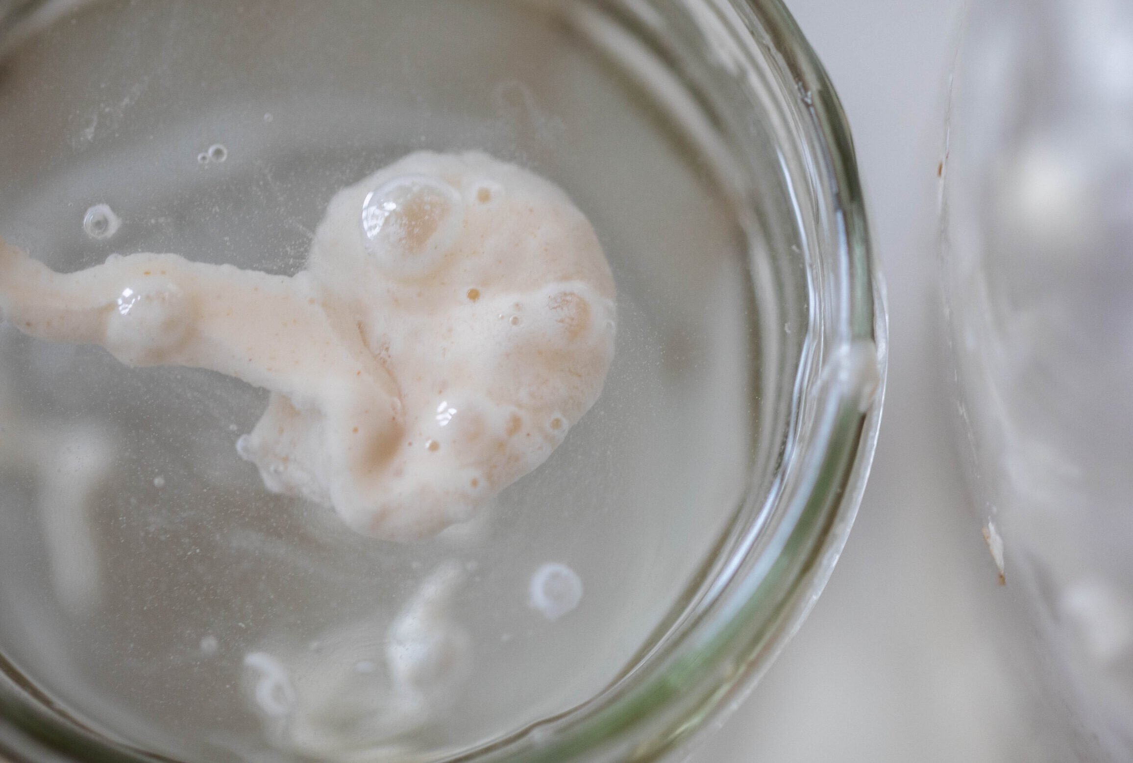a close up photo of sourdough starter floating in water