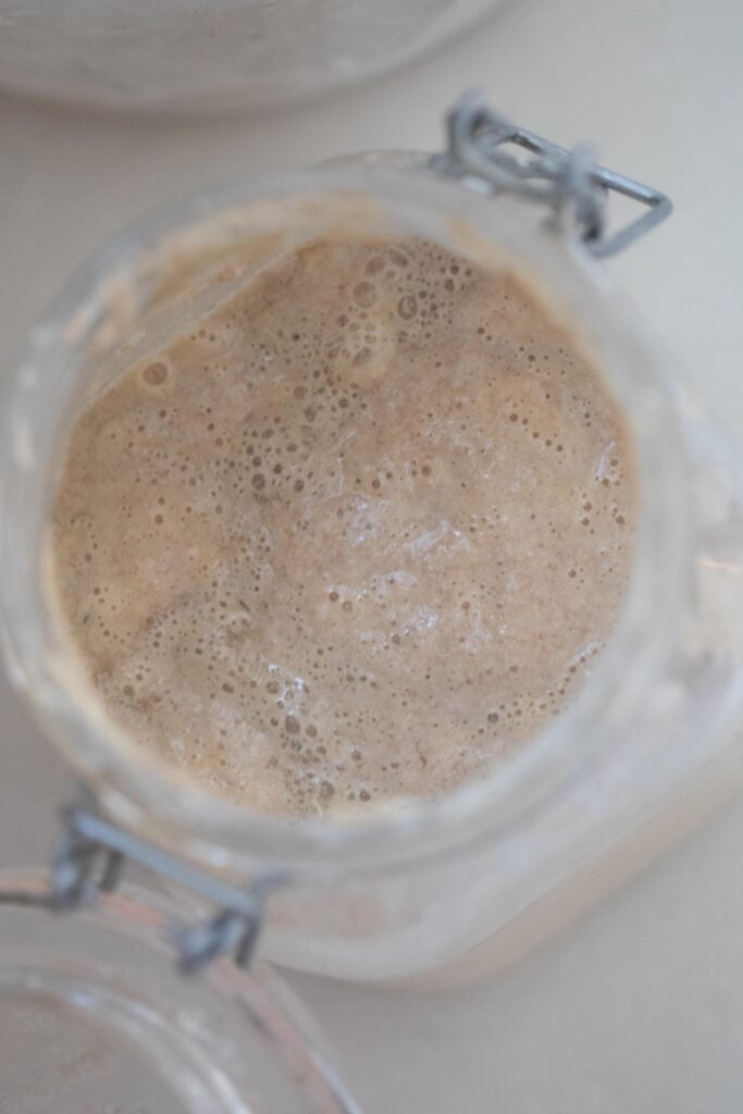 overhead picture of a whole wheat sourdough starter in a flip top glass container on a white countertop.