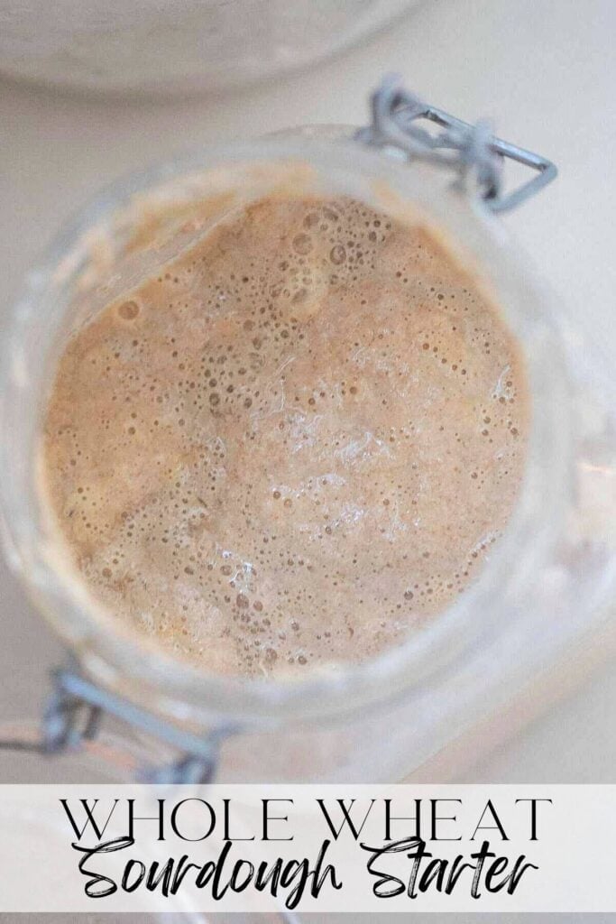 overhead picture of a whole wheat sourdough starter in a flip top glass container on a white countertop.