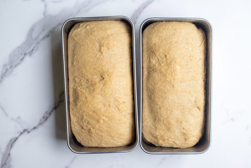 Bread dough doubled in size in bread pans.