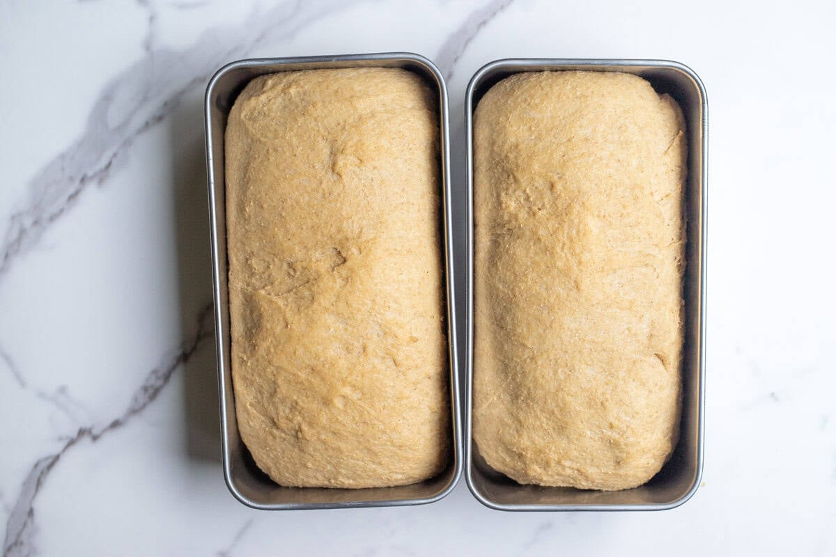 Bread dough doubled in size in bread pans.