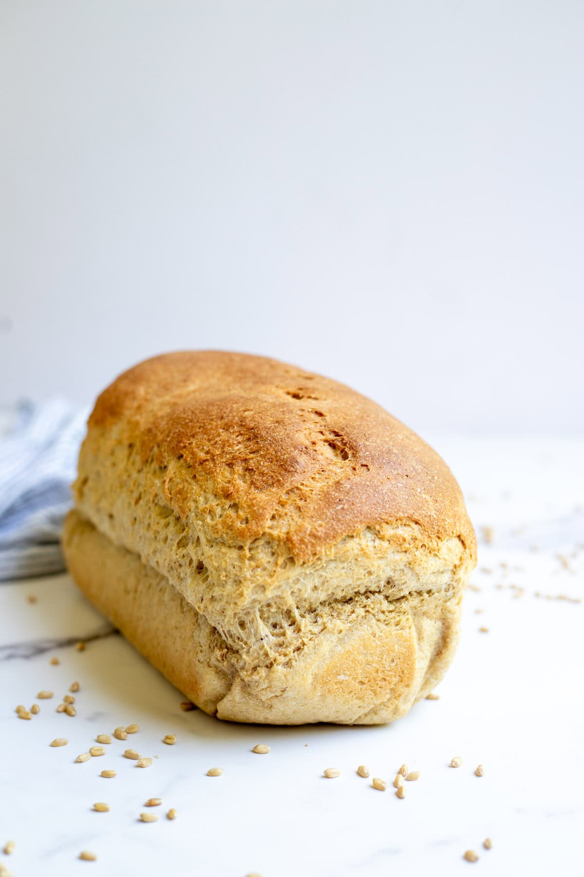 Loaf of fresh milled sourdough sandwich bread on a countertop surrounded by wheat berries.