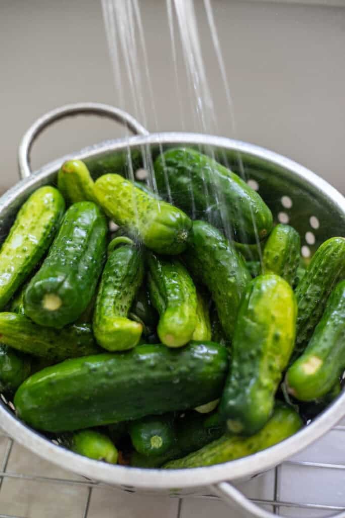 Pickling cucumbers in a colander being rinsed under water.